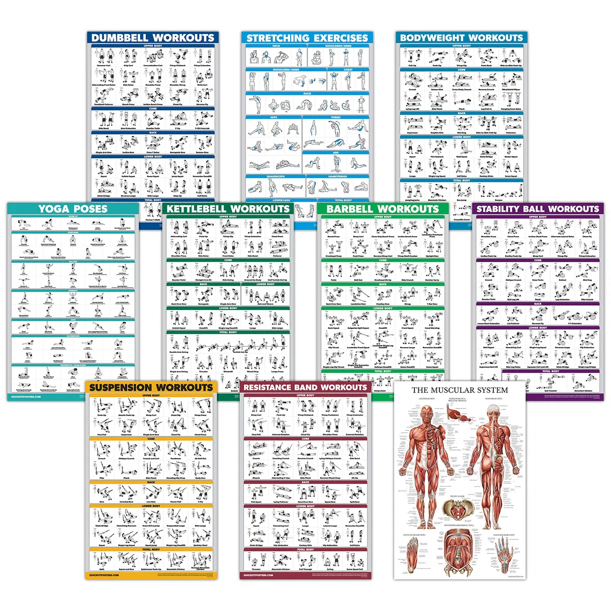 QUICKFIT Übungsposter-Set – Kurzhantel, Suspension, Kugelhantel, Widerstandsbänder, Stretching, Körpergewicht, Langhantel, Yoga, Stabilitätsball, Muskelsystem Diagramm, Laminated, 18" x 27"