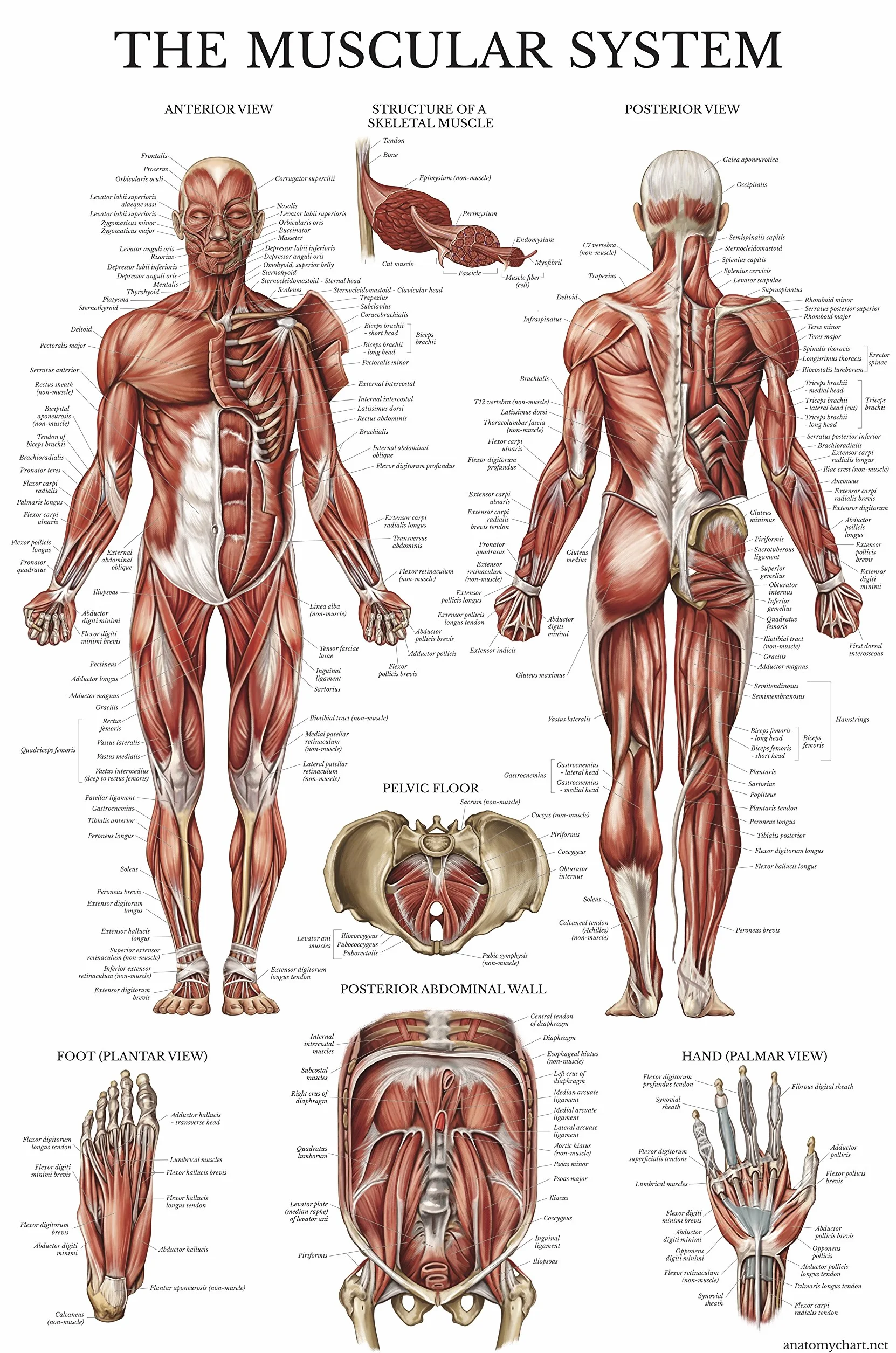 QUICKFIT Dumbell Workouts and Muscular System Anatomy Poster Set – laminiert 2 Diagramme Set – Kurzhantel Übung Routine & Muskel Anatomy Diagramm (laminiert, 45,7 x 68,6 cm)