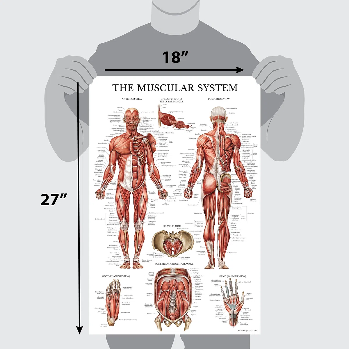 QUICKFIT Dumbell Workouts and Muscular System Anatomy Poster Set – laminiert 2 Diagramme Set – Kurzhantel Übung Routine & Muskel Anatomy Diagramm (laminiert, 45,7 x 68,6 cm)