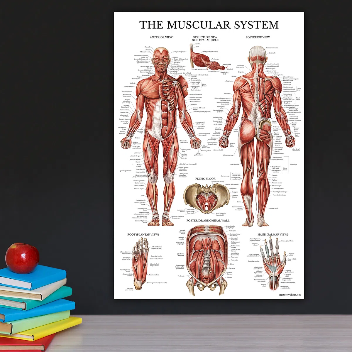 QUICKFIT Dumbell Workouts and Muscular System Anatomy Poster Set – laminiert 2 Diagramme Set – Kurzhantel Übung Routine & Muskel Anatomy Diagramm (laminiert, 45,7 x 68,6 cm)