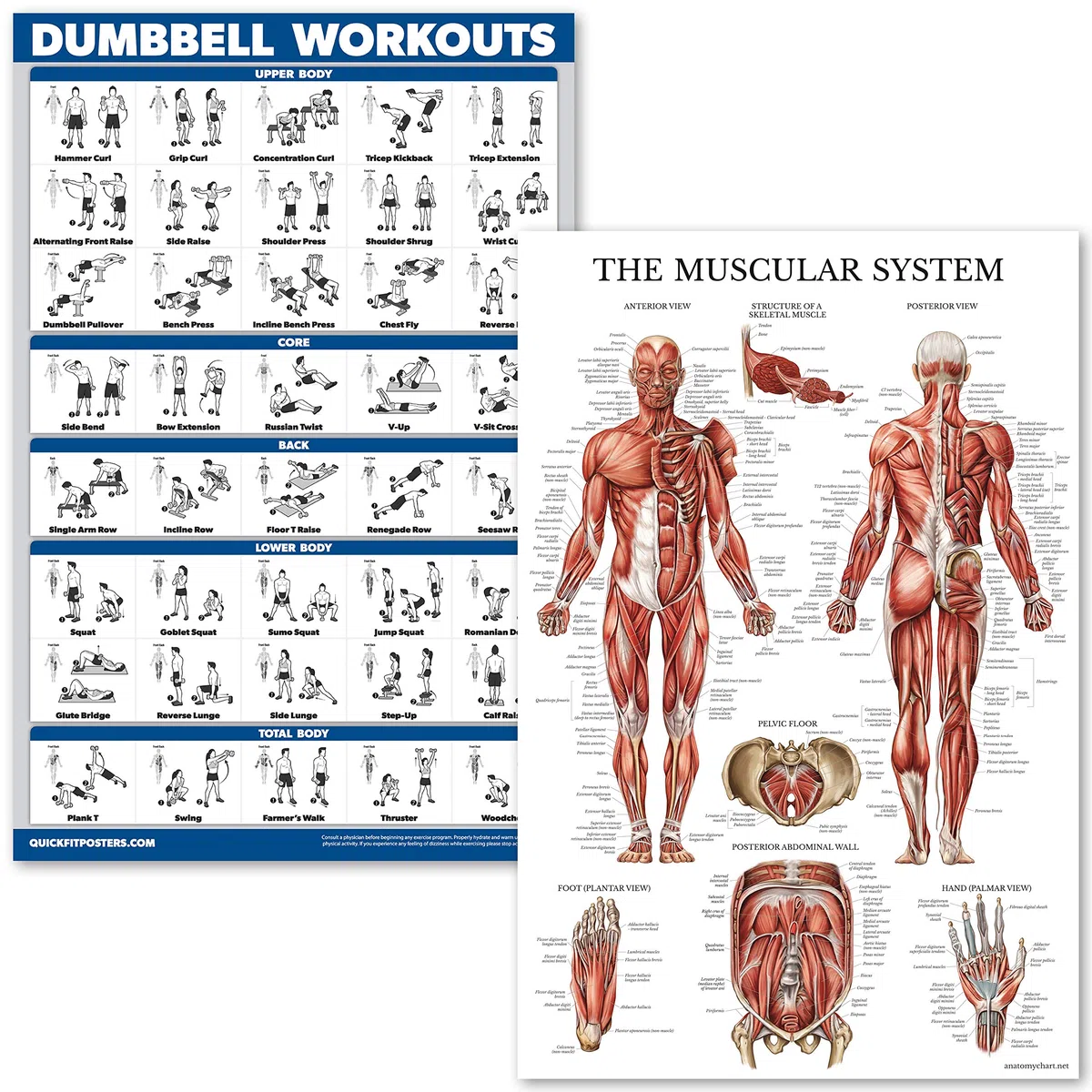 QUICKFIT Dumbell Workouts and Muscular System Anatomy Poster Set – laminiert 2 Diagramme Set – Kurzhantel Übung Routine & Muskel Anatomy Diagramm (laminiert, 45,7 x 68,6 cm)