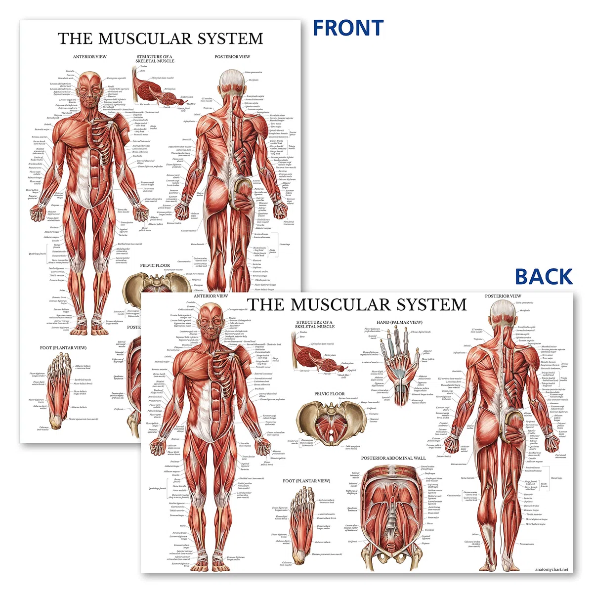 QUICKFIT Dumbell Workouts and Muscular System Anatomy Poster Set – laminiert 2 Diagramme Set – Kurzhantel Übung Routine & Muskel Anatomy Diagramm (laminiert, 45,7 x 68,6 cm)