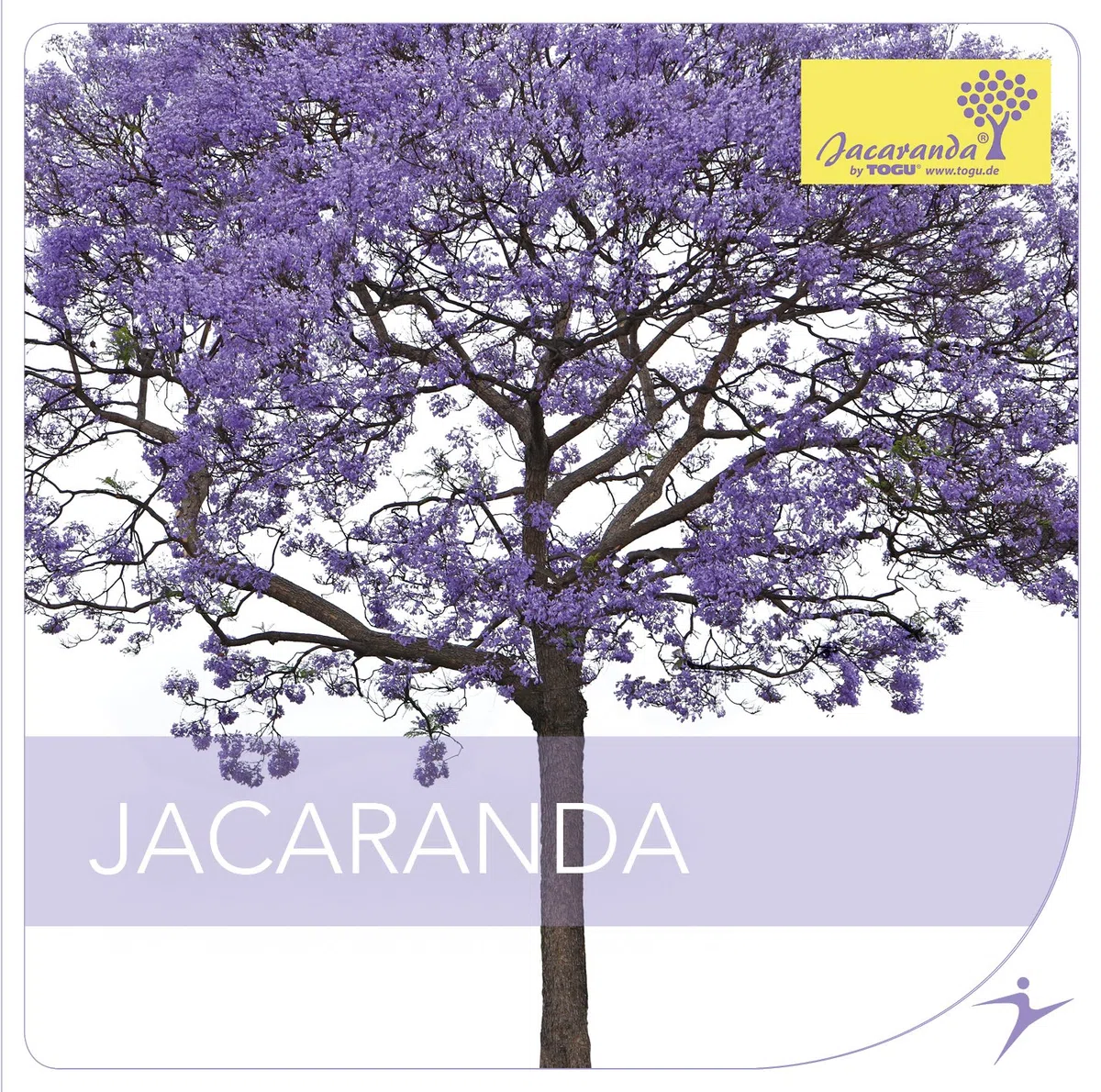Togu Jacaranda Ball inkl. Jacaranda CD